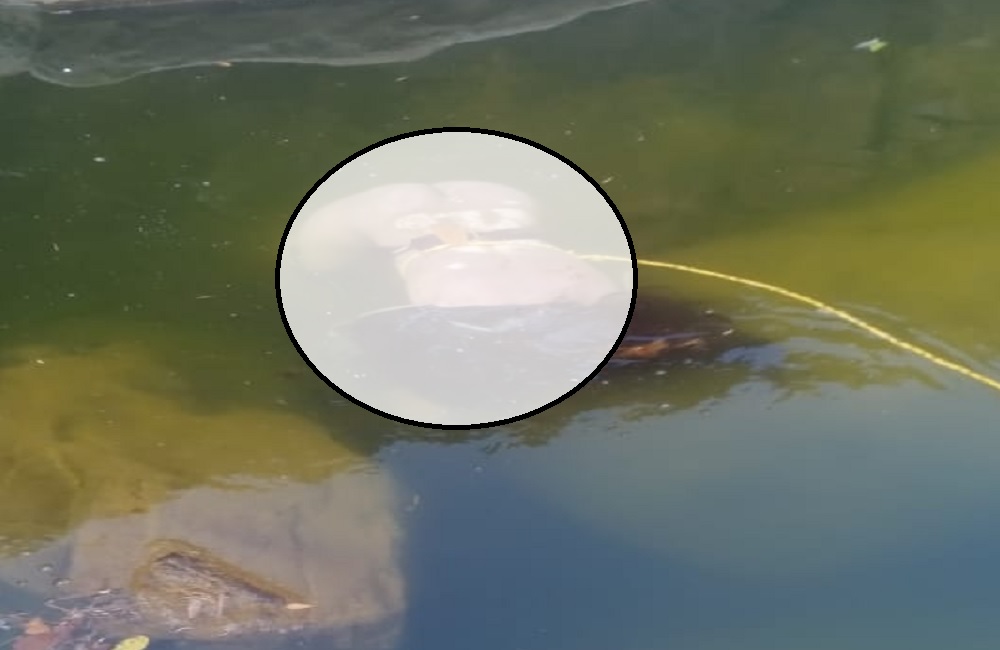 बहुती प्रपात में मिली महिला की लाश, दो दिन से थी लापता, जांच कर रही पुलिस: REWA NEWS